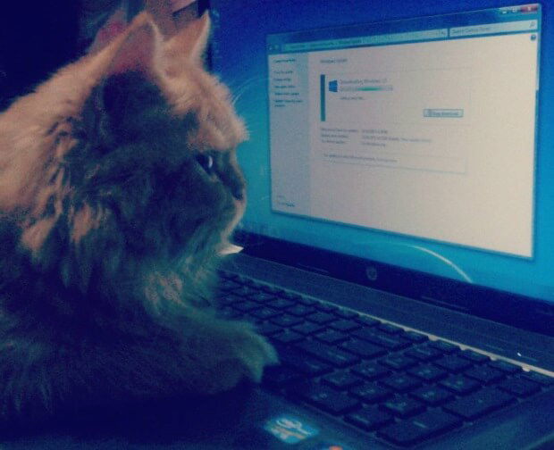 Windows 10 (������ 10586) ������ �������� ������ ����� ����� ���������� Windows