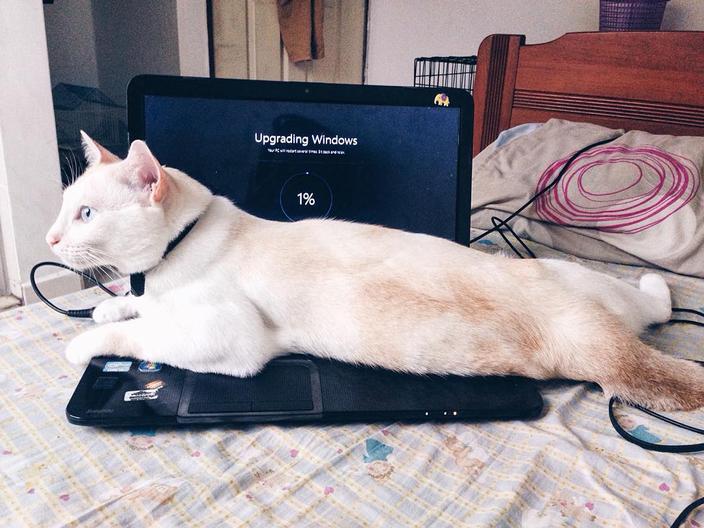 ��� ��������� �������� ��� ��������� ������������� ���������� KB3116908